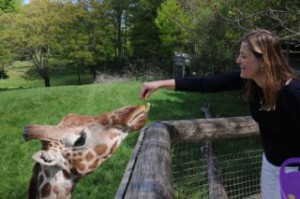 Aby feeding the giraffe.