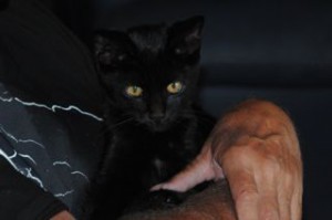 Preto on Mark's lap.  Mark is wearing a black t-shirt with lightning on it.
