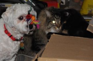 Preto in box with Snickers, Winston and Purrkins watching.