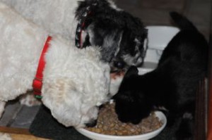 Preto eating the dog's food with the dogs.