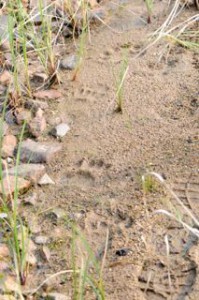 Tracks of a small bear.