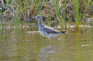 Greater yellowlegs.