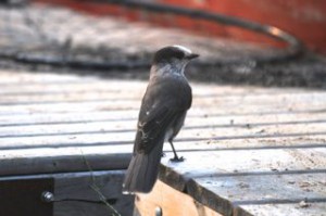 Jay on the dock, about to check out the two boats for food.