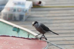 ACanada - jay with nut on boat