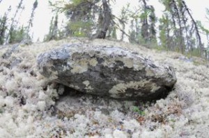 I took a liking to the lichen.