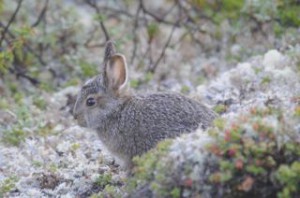 My rabbit pal.