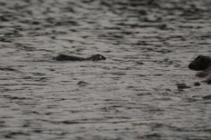 Rabbit swimming in the lake.