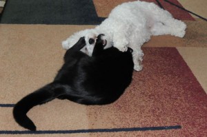 Snickers playing with Preto.