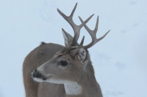 8-point buck that visits our yard.