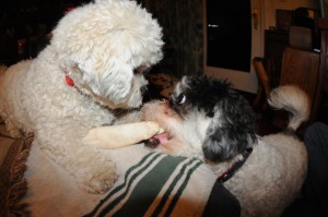 Winston, right, about to lose his bone to his brother,  Snickers.