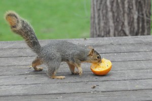 Squirrel App 13