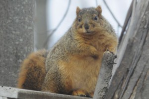 Chubby fox squirrel.