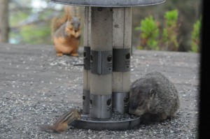 Chipmunk, groundhog and squirrel sharing our deck.