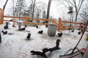 Our record - 21 squirrels on the deck at one time.