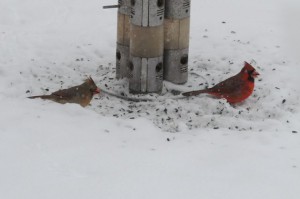 Ground hog day - cardinals