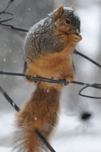 Ground hog day - fox squirrel