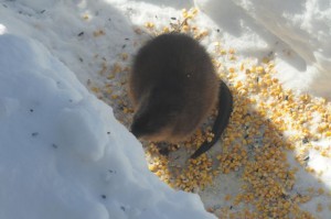 ground hog day - muskrat in trench after snow storm