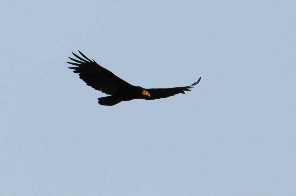 Yellow-headed vulture.