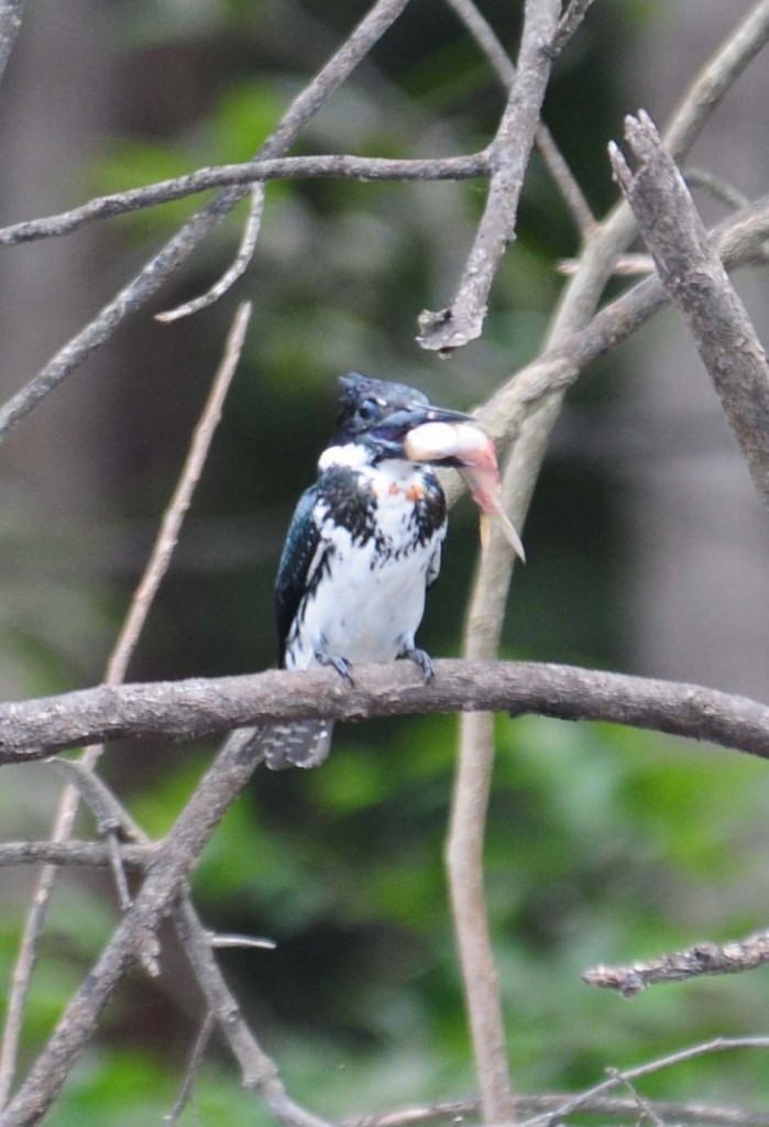 Green kingfisher with what may be a fish.