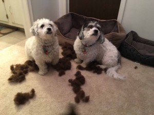 Snickers and Winston posing with the stuffing from their bed.