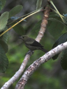 Palm tanager.