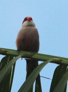 Red-browed finch.